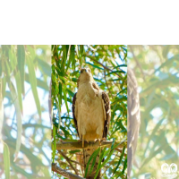 گونه سارگپه جنگلی European Honey Buzzard